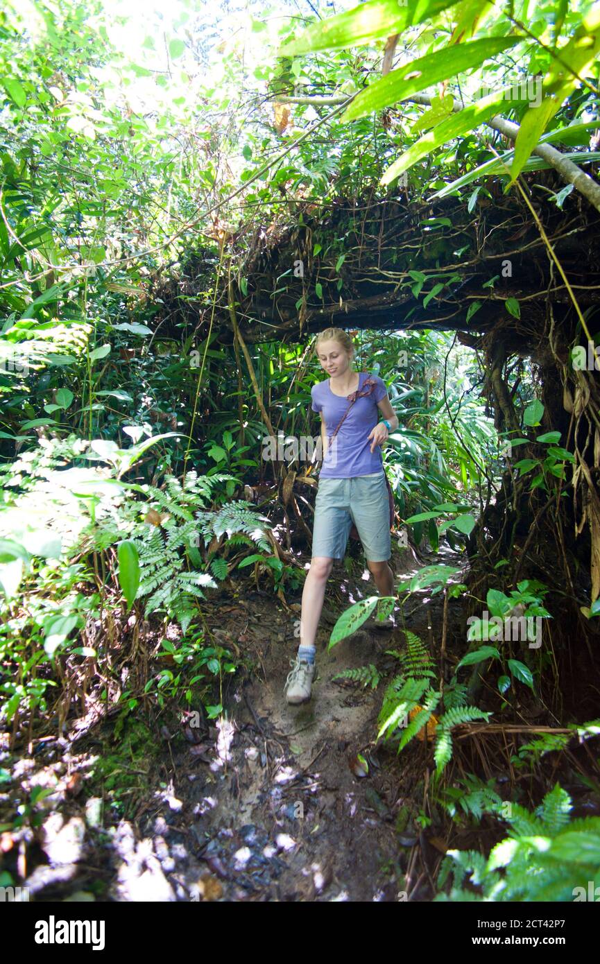 Randonnée touristique dans la Jungle of the Cameron Highlands, Malaisie, Asie du Sud-est Banque D'Images