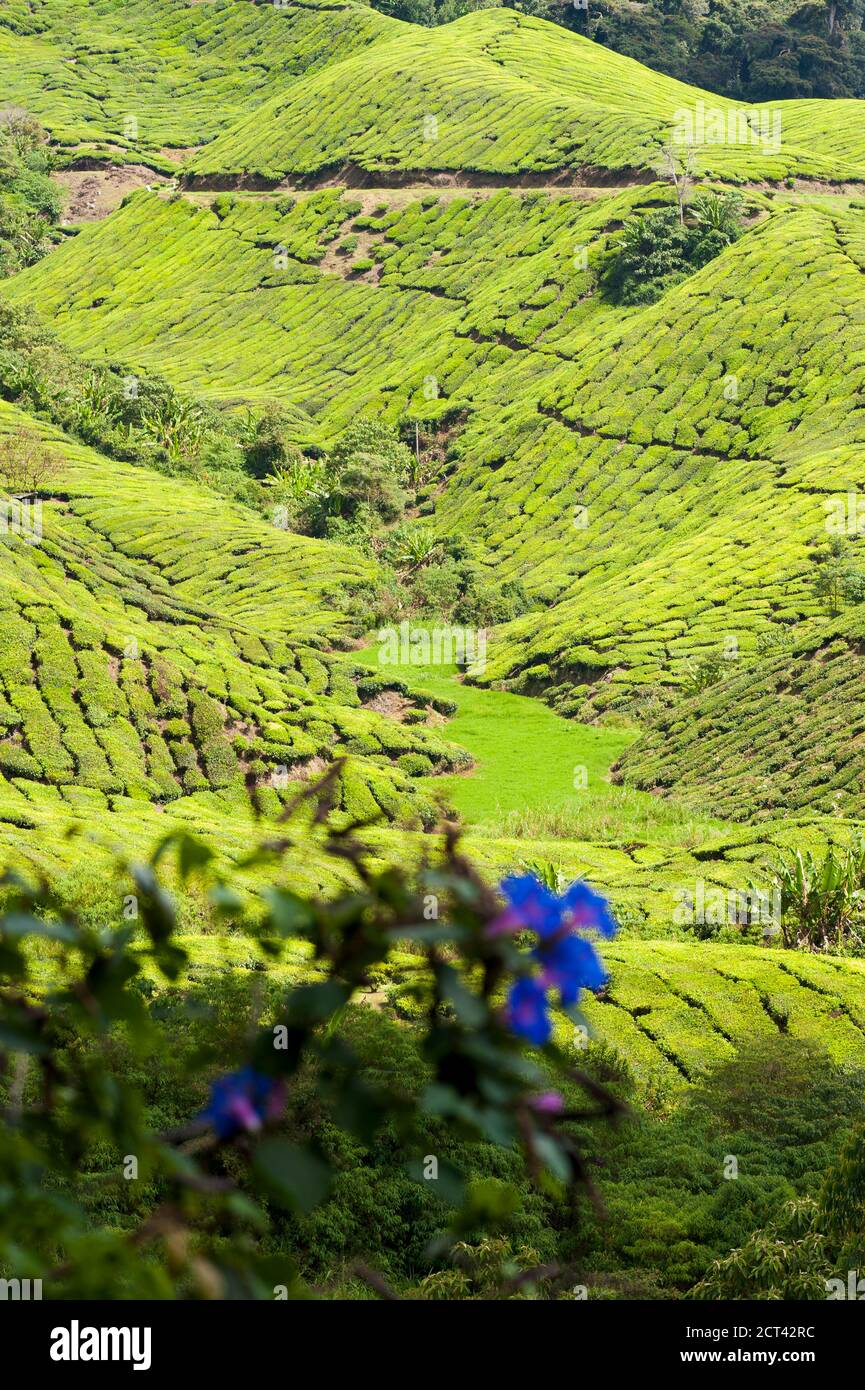 Plantation de thé à Cameron Highlands, Malaisie, Asie du Sud-est Banque D'Images