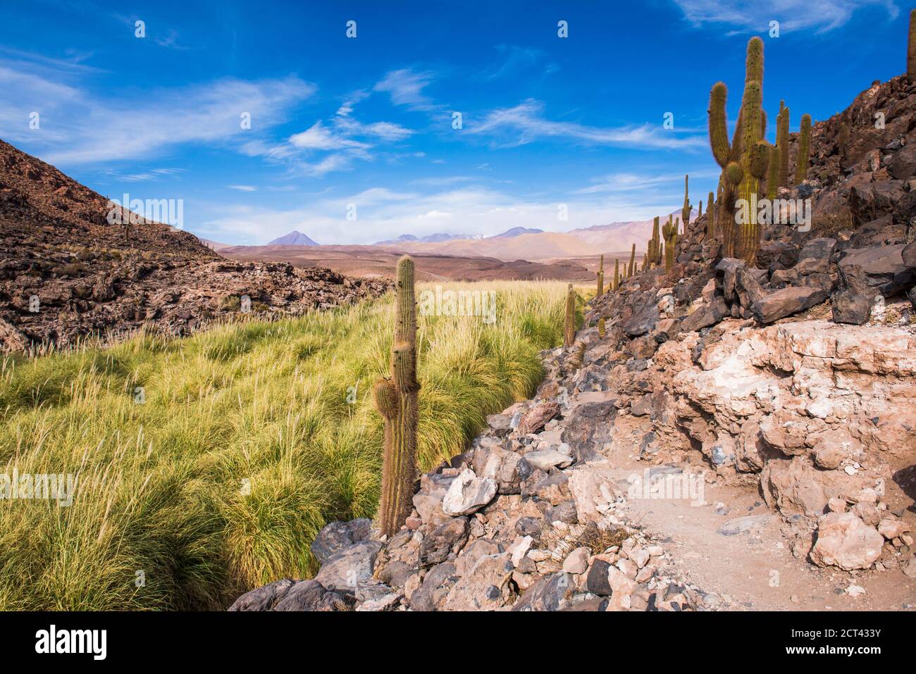 Vallée de Cactus (Los Cardones Ravine), désert d'Atacama, Chili du Nord, Amérique du Sud Banque D'Images