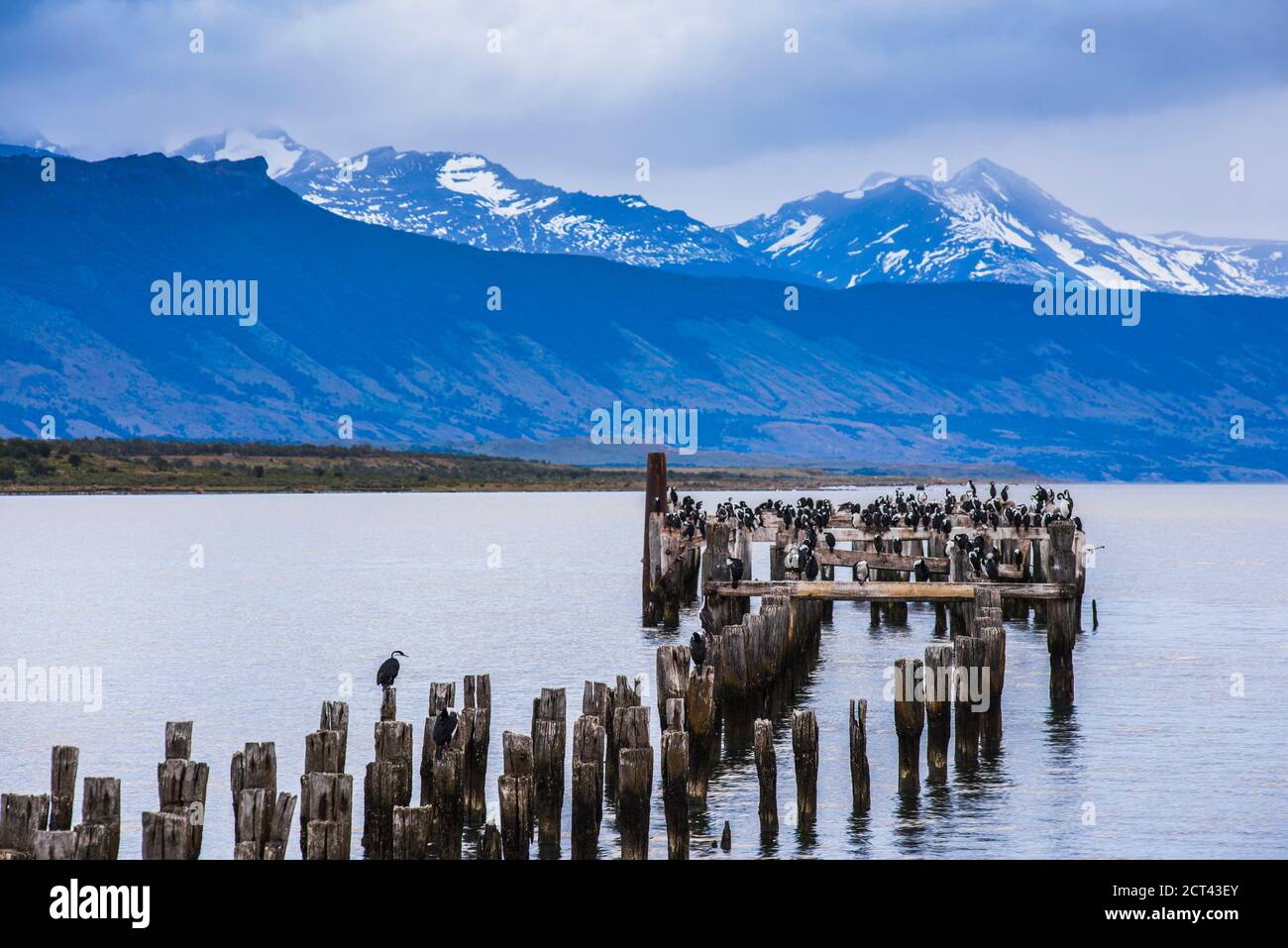 Colonie de Cormorant sur l'ancienne jetée de Puerto Natales, province de Aïonltima Esperanza, Patagonie chilienne, Chili, Amérique du Sud Banque D'Images