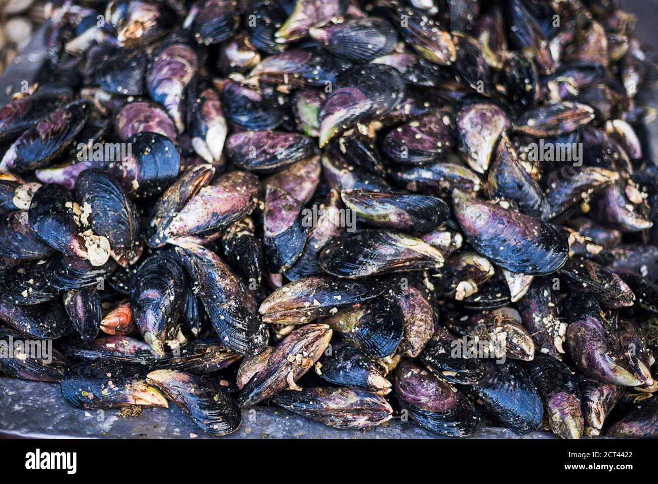 Moules au marché de poissons Angelmo, Puerto Montt, Chili, Amérique du Sud Banque D'Images