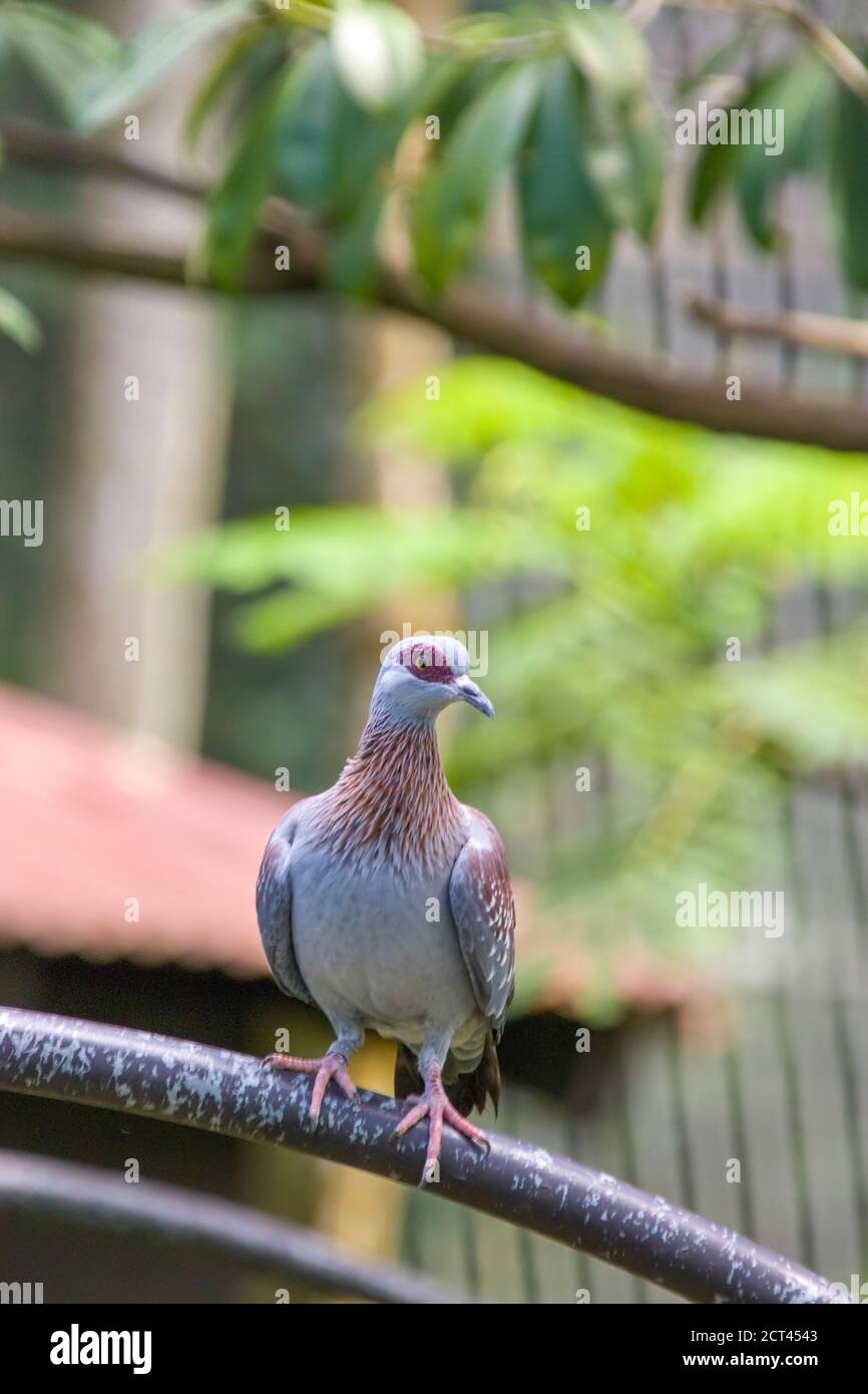 Le pigeon moucheté (Columba guinée), ou pigeon roc africain, est un pigeon qui est un oiseau reproducteur résident dans une grande partie de l'Afrique du Sud. Banque D'Images