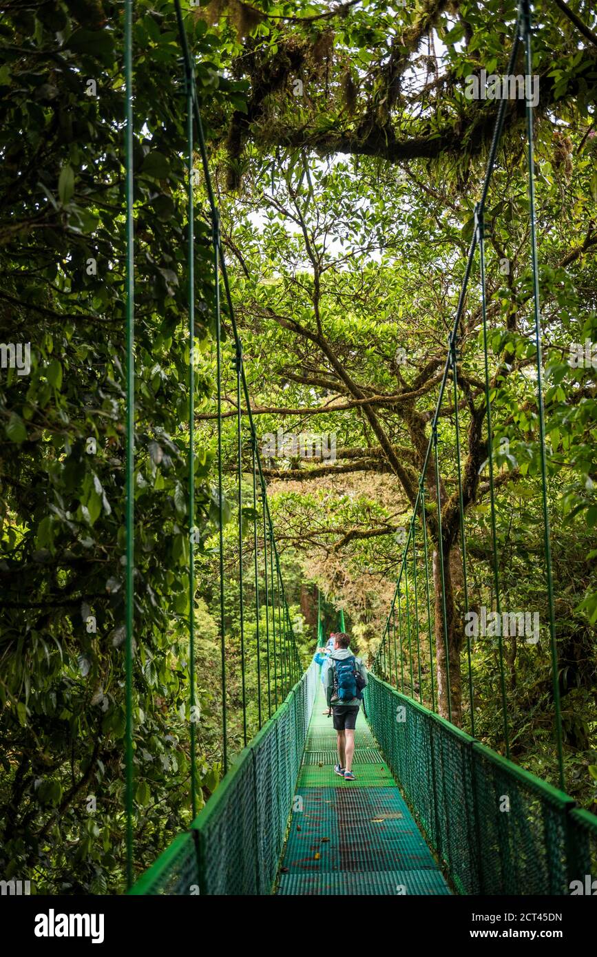 Ponts suspendus à la cime des Selvatura, Monteverde Cloud Forest Reserve, Puntarenas, Costa Rica, Amérique Centrale Banque D'Images