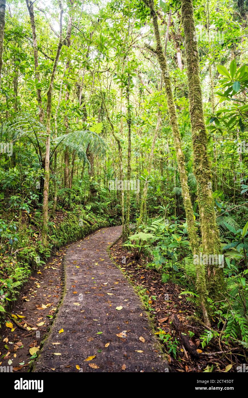 Ponts suspendus à la cime des Selvatura, Monteverde Cloud Forest Reserve, Puntarenas, Costa Rica, Amérique Centrale Banque D'Images