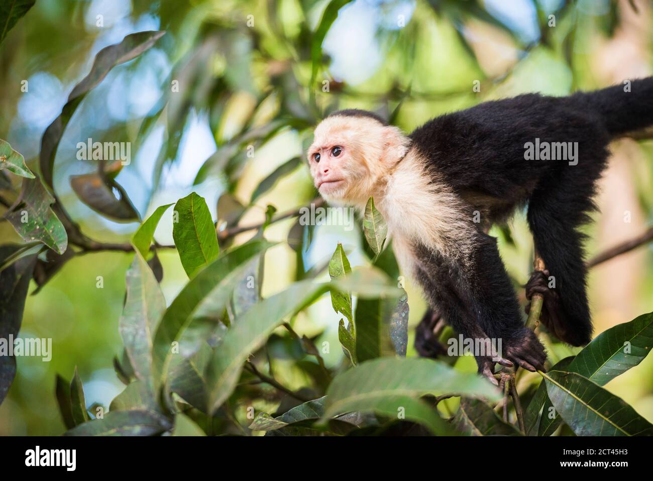 Capuchin à face blanche (Cebus capucinus) par la plage Manuel Antonio, le parc national Manuel Antonio, Costa Rica Banque D'Images