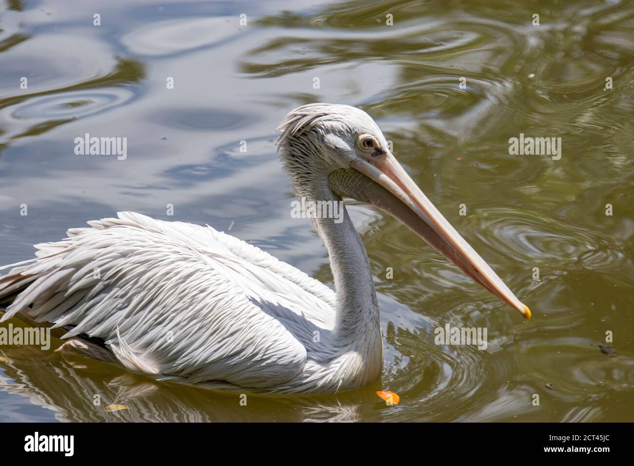 Le pélican à bec direct (Pelecanus phippensis) est un membre de la famille des pélican. Il se reproduit en Asie du Sud, du sud du Pakistan à travers l'Inde Banque D'Images