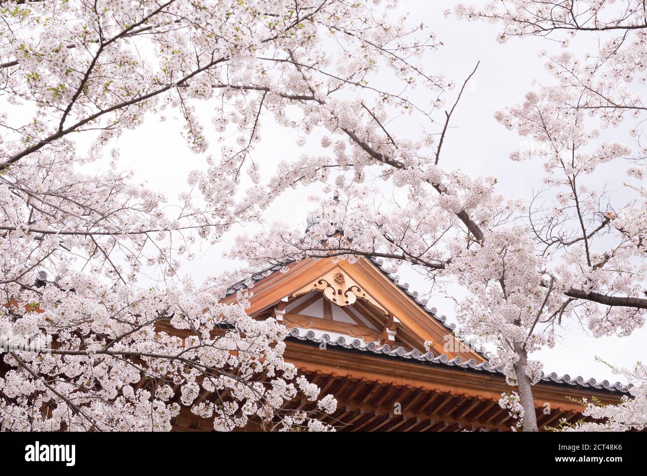 Sakura fleurir et architecture japonaise traditionnelle Banque D'Images