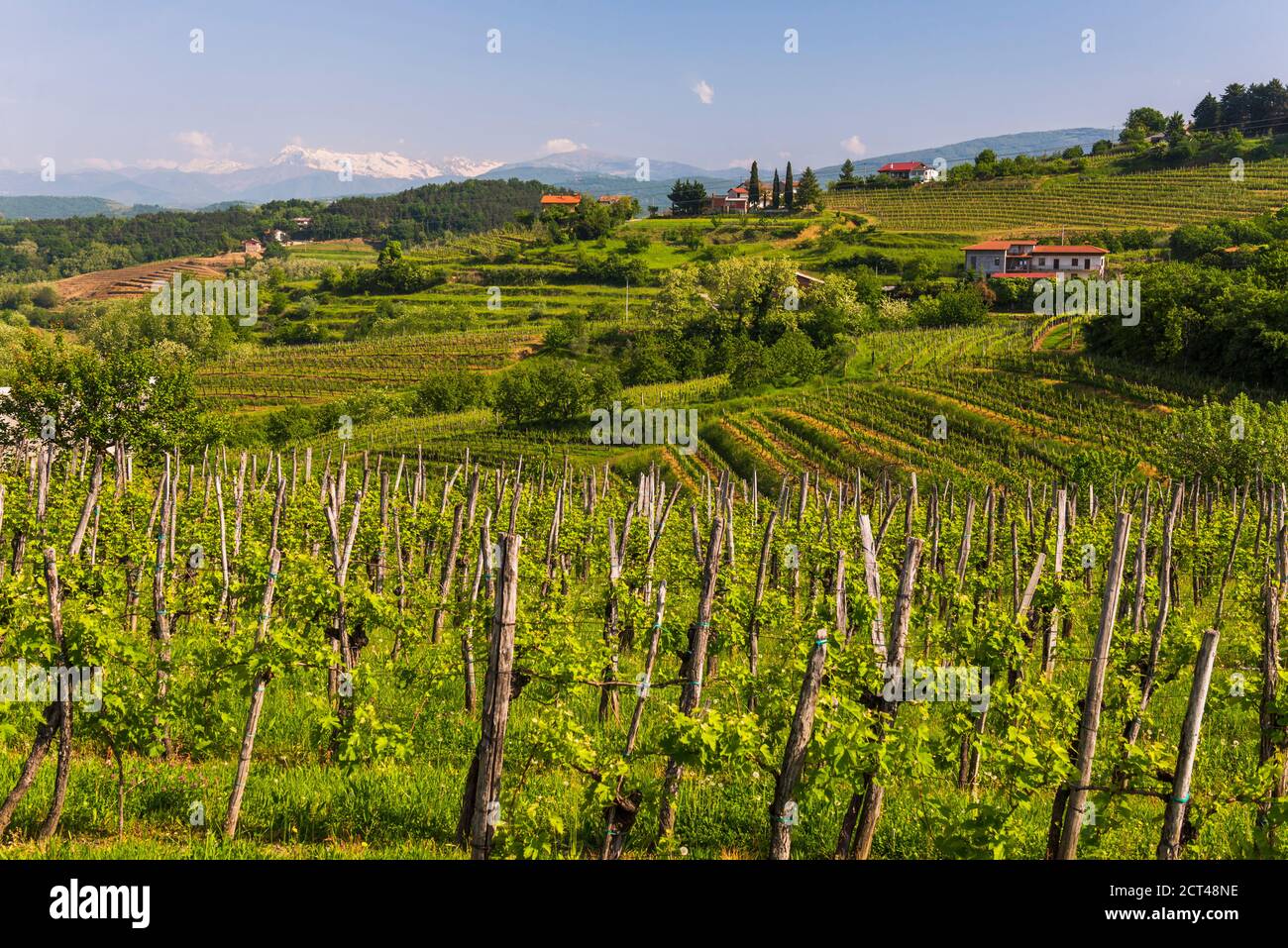 Goriska Brda campagne viticole avec des montagnes en arrière-plan, Goriska Brda (collines de Gorizia), Slovénie, Europe Banque D'Images