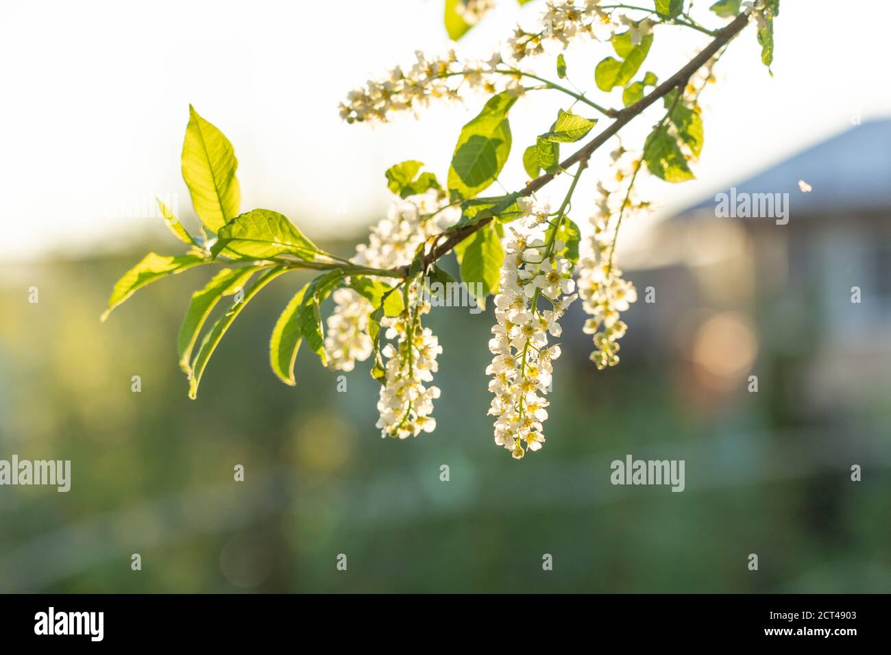 Vue sur un arbre de cerisier-oiseau en fleurs au printemps Banque D'Images