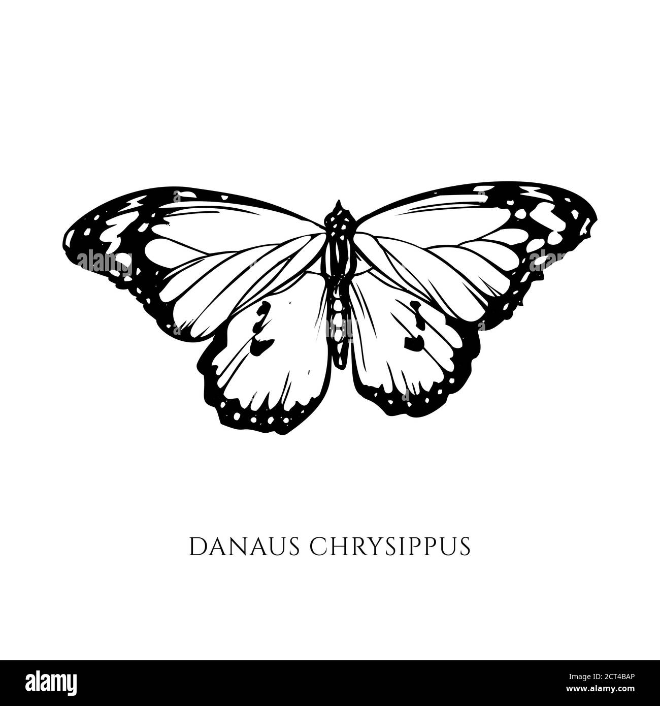 Ensemble vectoriel de tigre noir et blanc Uni dessiné à la main Illustration de Vecteur