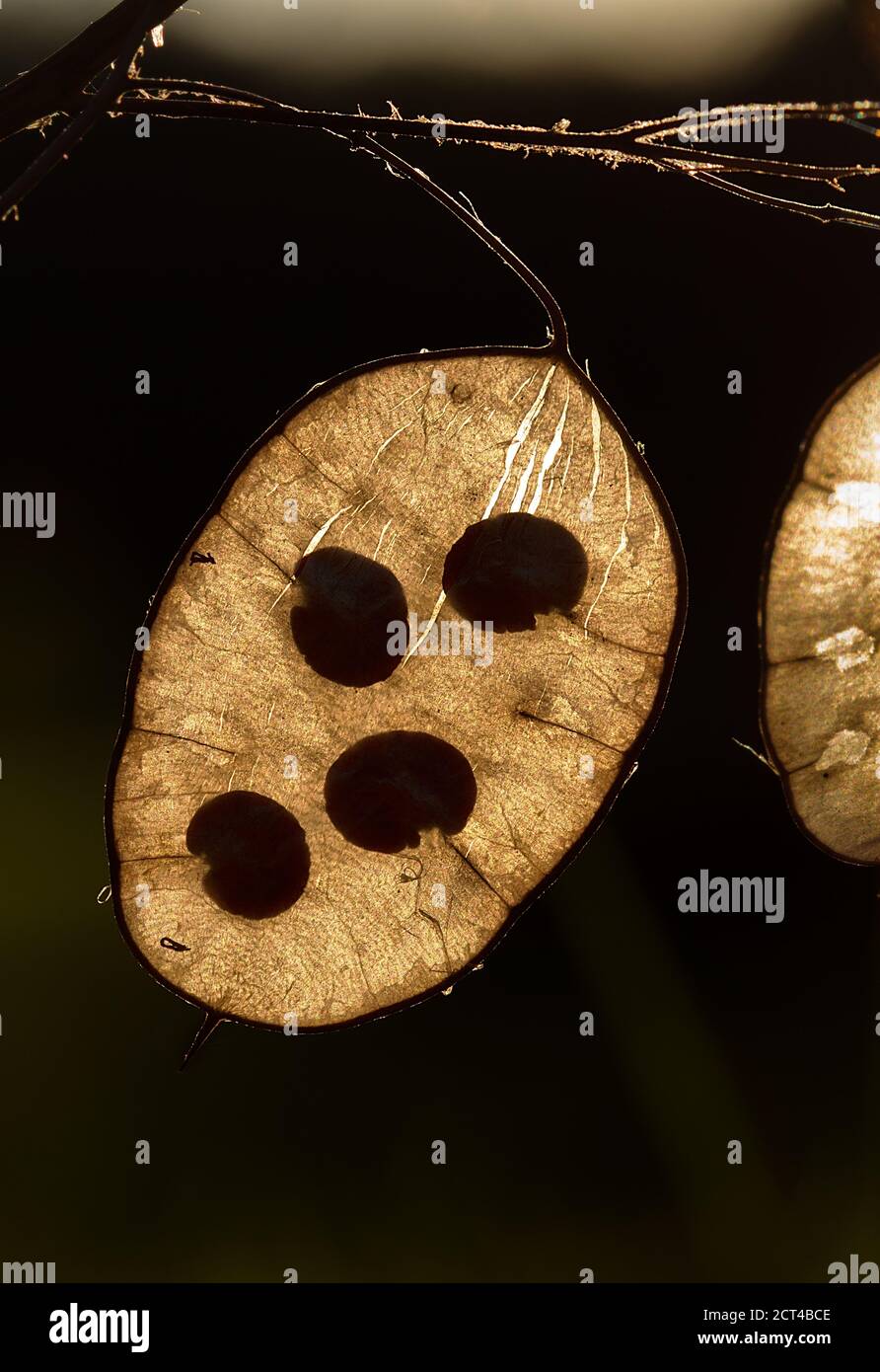 Silicle translucide rétroéclairé de Lunaria annua, également connu sous le nom d'honnêteté, usine d'argent ou Judaspenge Banque D'Images