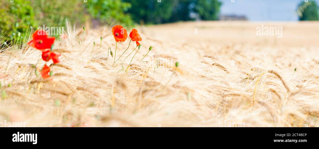 Coquelicots dans un champ de blé du parc national de Northumberland, près de Hexham, Angleterre, Royaume-Uni, Europe Banque D'Images