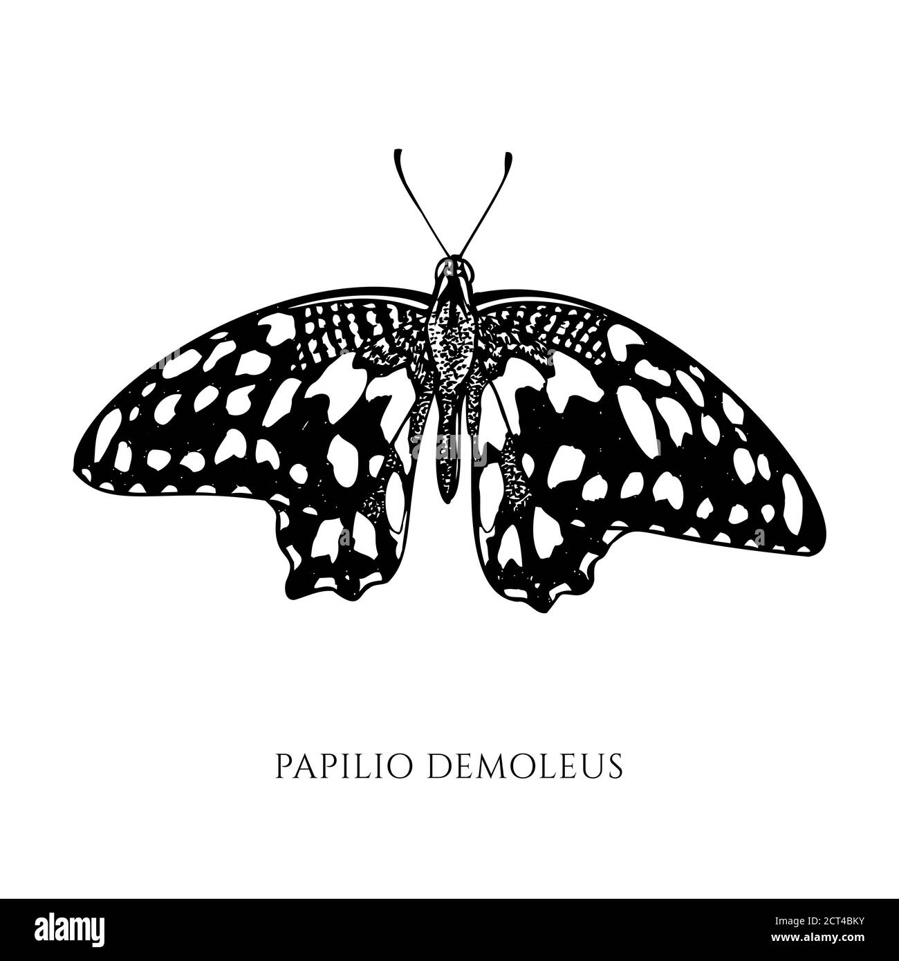 Ensemble vectoriel de papillon noir et blanc au citron dessiné à la main Illustration de Vecteur