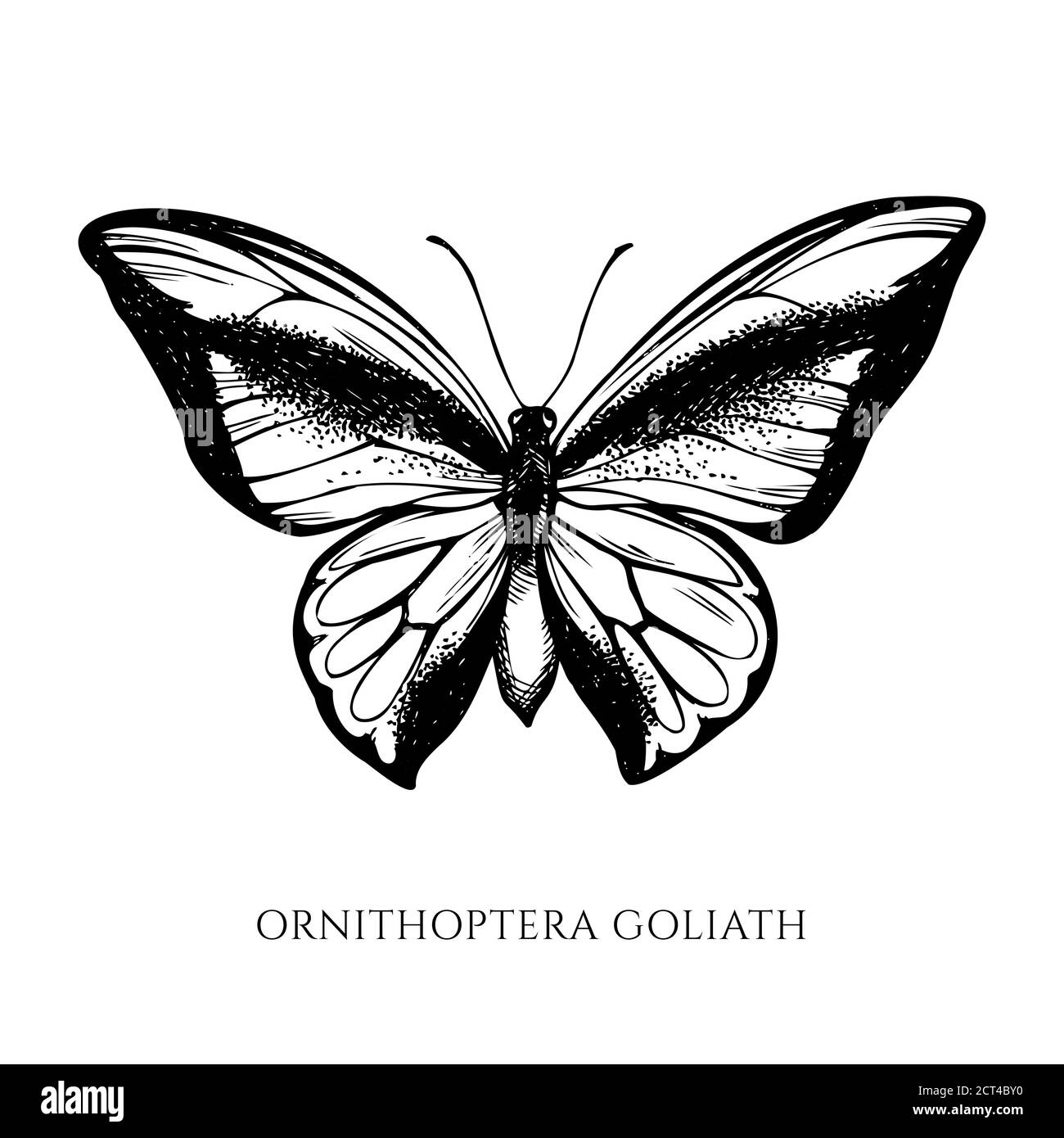 Ensemble vectoriel de papillons noirs et blancs dessinés à la main Illustration de Vecteur