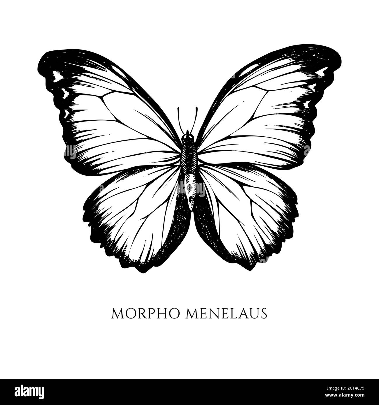 Ensemble vectoriel de menelaus noir et blanc dessiné à la main bleu morpho Illustration de Vecteur