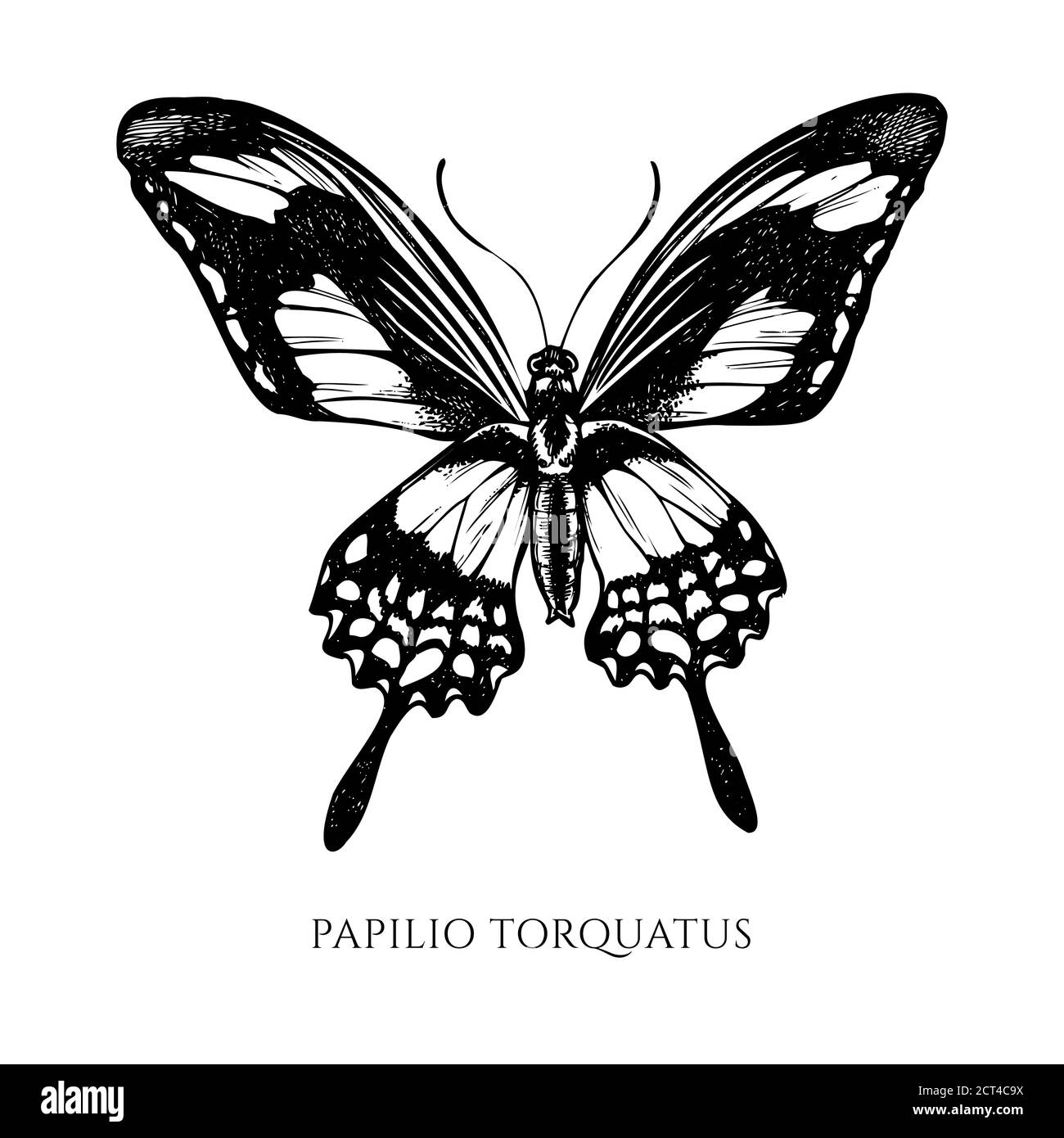 Ensemble vectoriel de papillio torquatus noir et blanc dessiné à la main Illustration de Vecteur