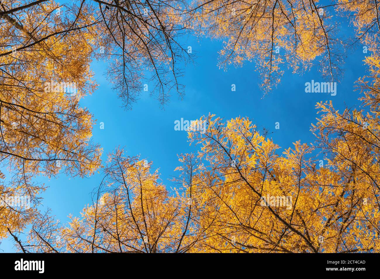 Vue sur les pins dans la forêt d'automne avec jaune et feuilles rouges feuillage Banque D'Images