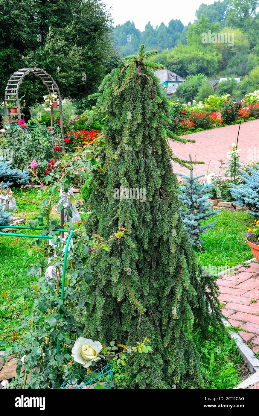 Gros plan de l'épinette naine (Picea abies) Cultivar 'Inversa' dans le paysage de jardin - plantes ornementales de conifères pérennes arbre pour parc ou jardin Banque D'Images