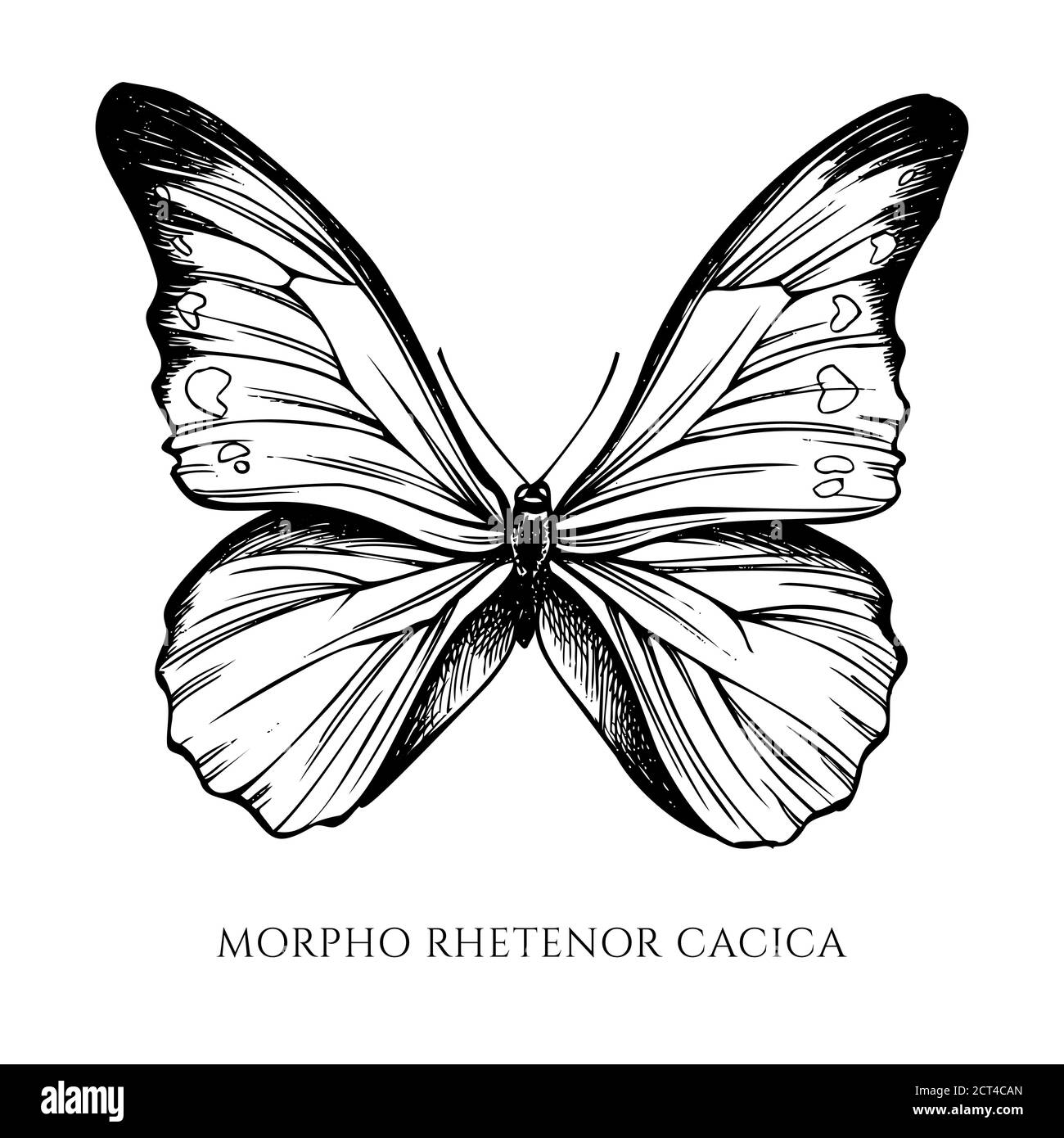 Ensemble vectoriel de morpho noir et blanc bleu dessiné à la main Illustration de Vecteur