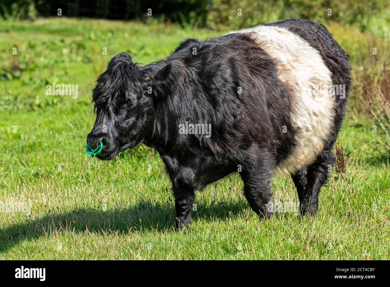 Une image pleine longueur d'un pâturage de taureau galloway avec ceinture et a un anneau vert à travers son nez Banque D'Images