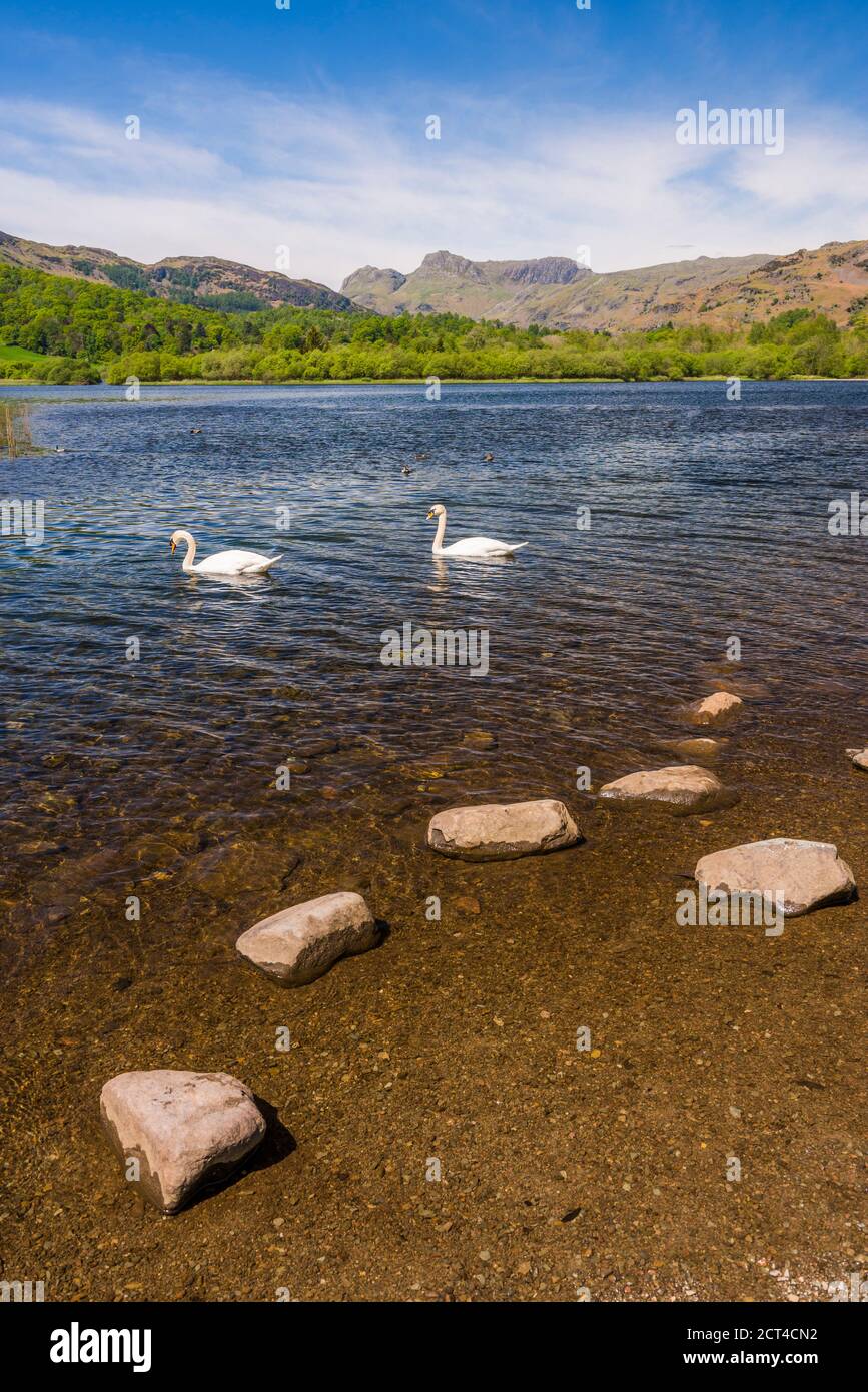 Cygnes à Elter Water Lake, Elterwater Landscape, Lake District, Cumbria, Angleterre, Royaume-Uni, Europe Banque D'Images