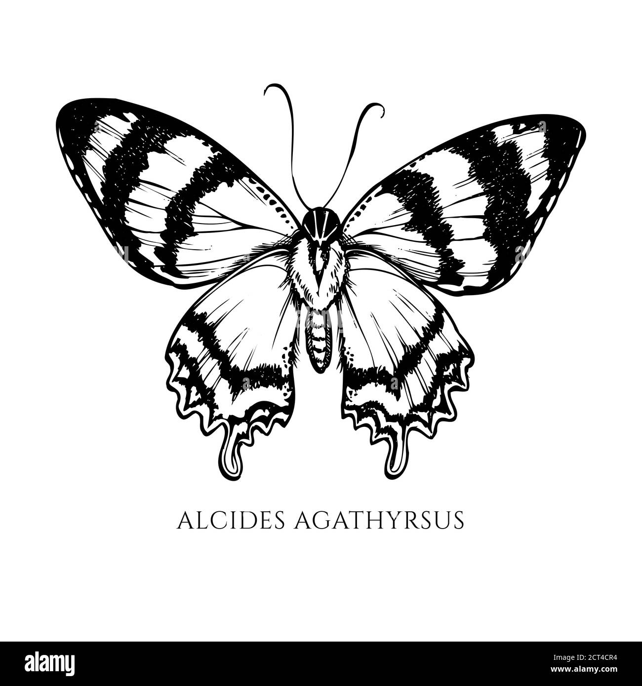 Ensemble vectoriel d'alcides agathyrsus noirs et blancs dessinés à la main Illustration de Vecteur