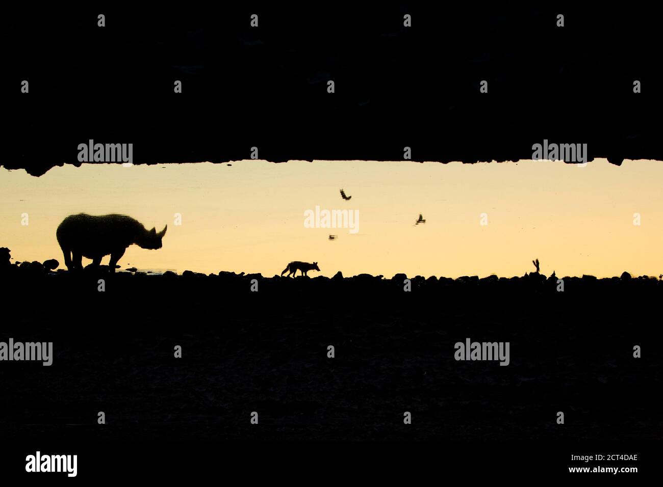 Réflexions d'un rhinocéros noir à un trou d'eau au coucher du soleil. Banque D'Images