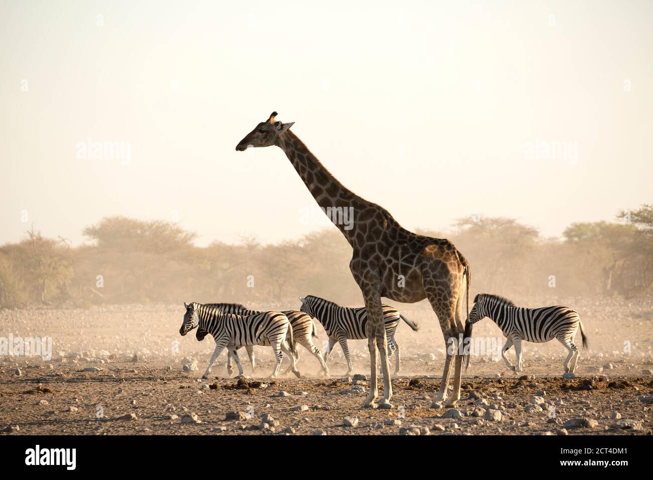 Une girafe et un zèbre à Okaukuejo, parc national d'Etosha, Namibie. Banque D'Images