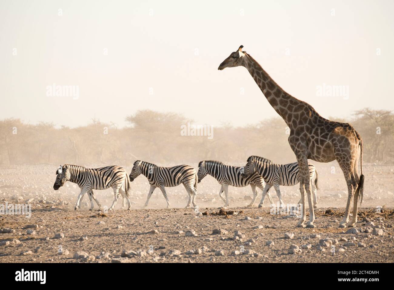 Une girafe et un éblouissant zèbre dans le parc national d'Etosha, Namibie. Banque D'Images