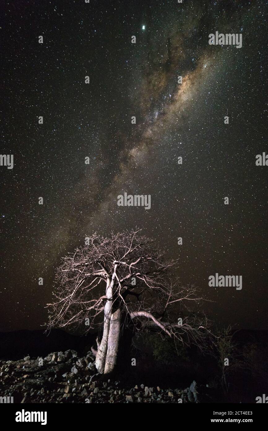 Un baobab s'illumine au milieu de la nuit à Epupa, dans la région de Kunene, en Namibie. Banque D'Images Un baobab s'illumine au milieu de la nuit à Epupa, dans la région de Kunene, en Namibie. Banque D'Images