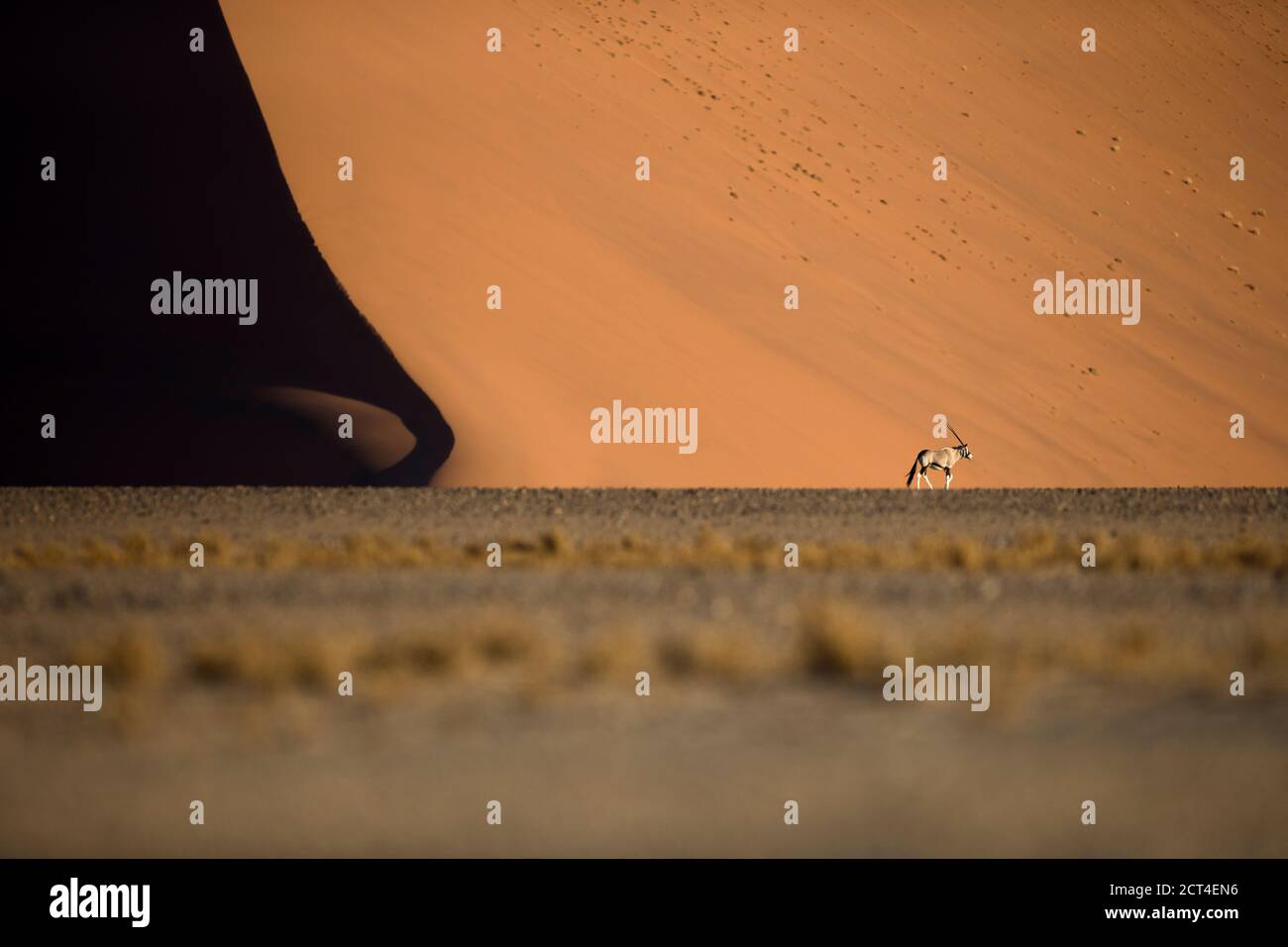 Un seul oryx ou antilope Gemsbok dans les célèbres dunes de sable de Sossusvlei, région de Hardap, Namibie. Banque D'Images