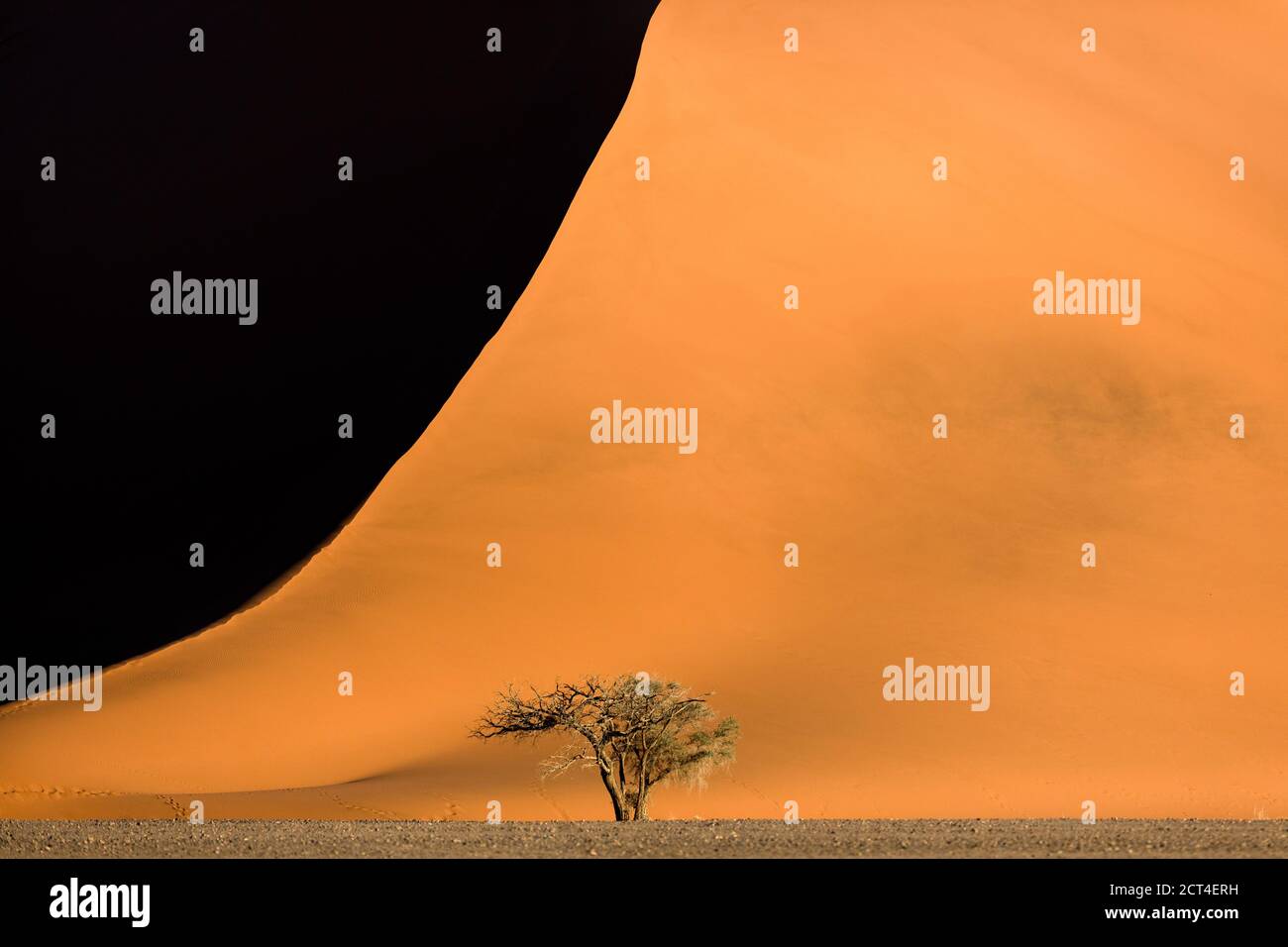 Un camélthorn solitaire se dresse devant une grande dune de sable rouge à Sossusvlei, en Namibie. Banque D'Images Un camélthorn solitaire se dresse devant une grande dune de sable rouge à Sossusvlei, en Namibie. Banque D'Images