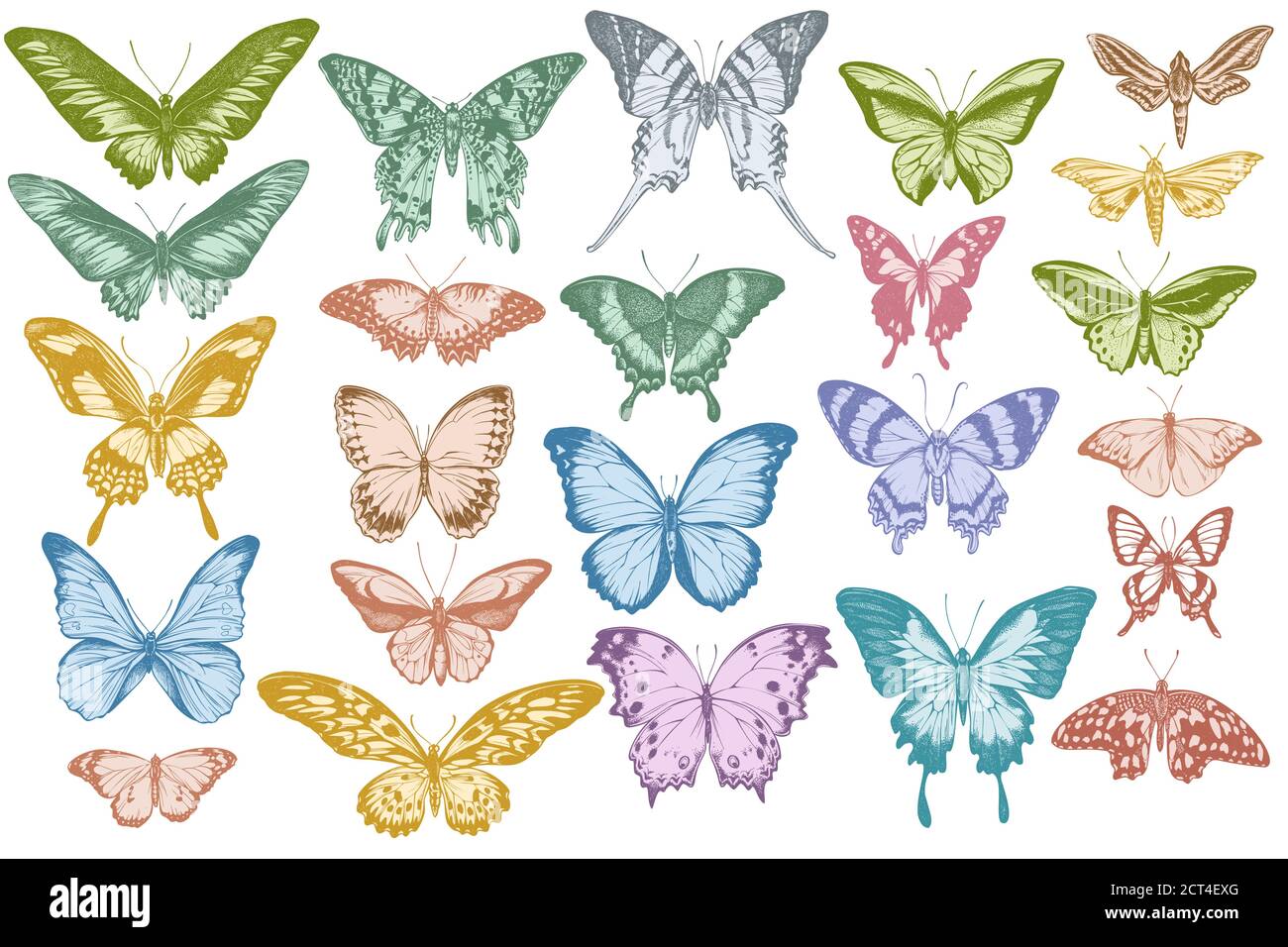 Ensemble vectoriel de pastel à la main, grande pointe orange, aigue-rouge émeraude, reines de jungle, tigre de plaine, rajah brooke's Birdwing, papillio torquatus Illustration de Vecteur