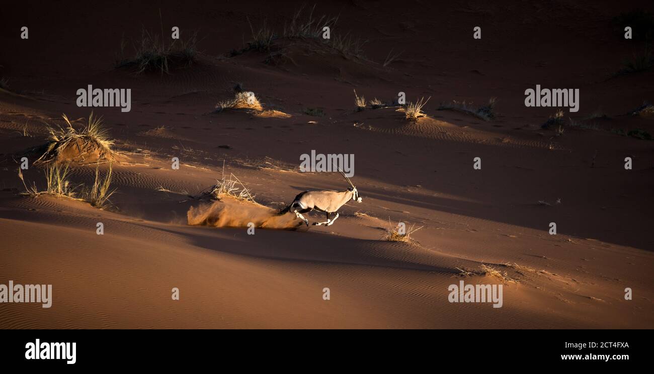 Un seul oryx ou antilope Gemsbok dans les célèbres dunes de sable de Sossusvlei, région de Hardap, Namibie. Banque D'Images