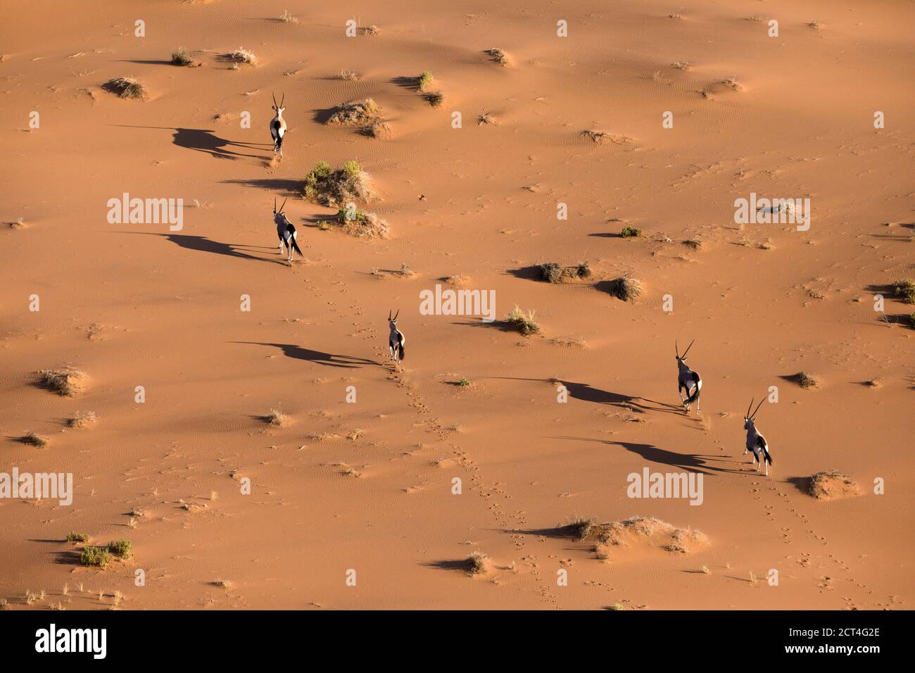 Un troupeau d'Oryx ou de Gemsbok vu dans les dunes de sable rouge de Namibie. Banque D'Images