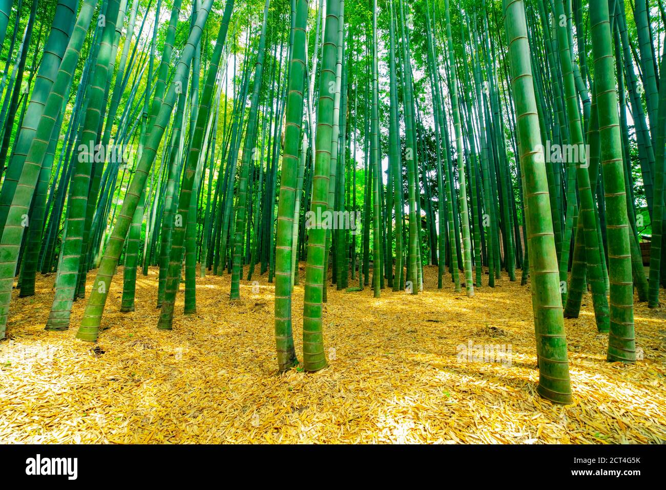 Forêt de bambou au guarden traditionnel Banque D'Images