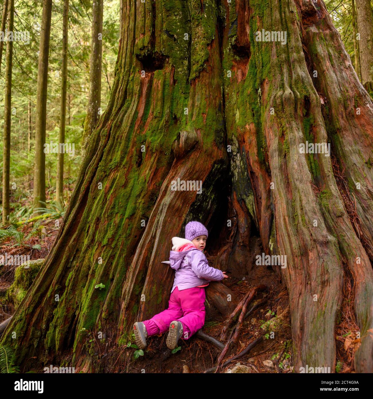 Une petite fille de 3 ans sur une promenade dans les bois. Veste et chapeau violet chaud sur l'enfant.ainsi que le pantalon rose. Elle comme des yeux verts. Elle est hidin Banque D'Images