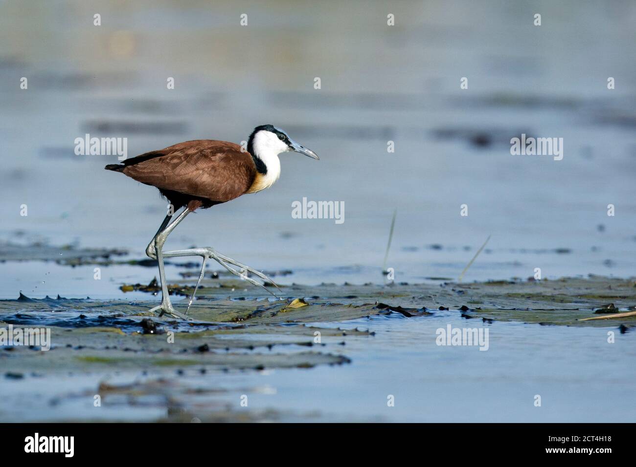 Un Jacana africain dans le parc national de Chobe, Kasane, Botswana. Banque D'Images