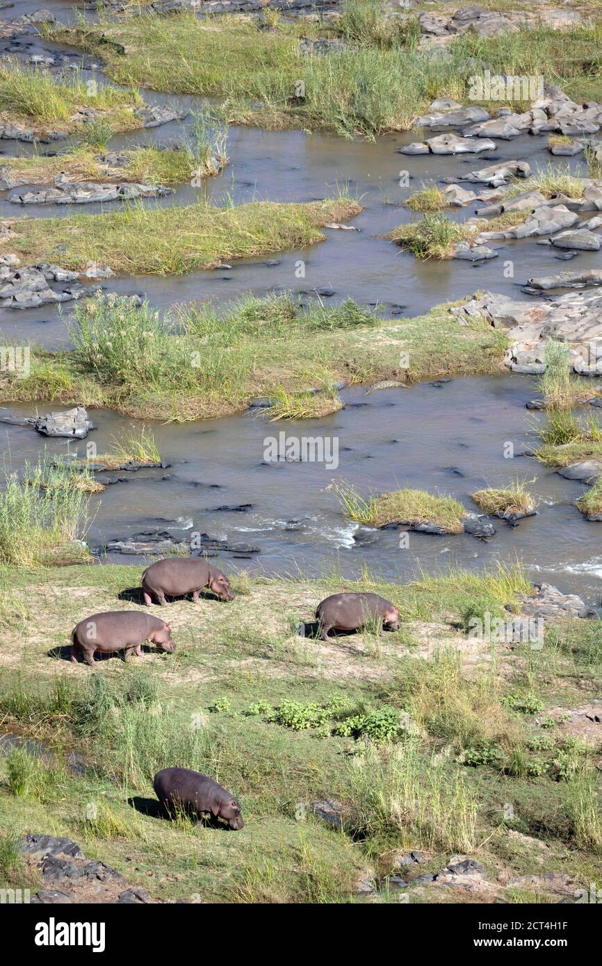Un gousse d'hippopotames paître sur une rive du fleuve dans le parc national Kruger, Afrique du Sud. Banque D'Images
