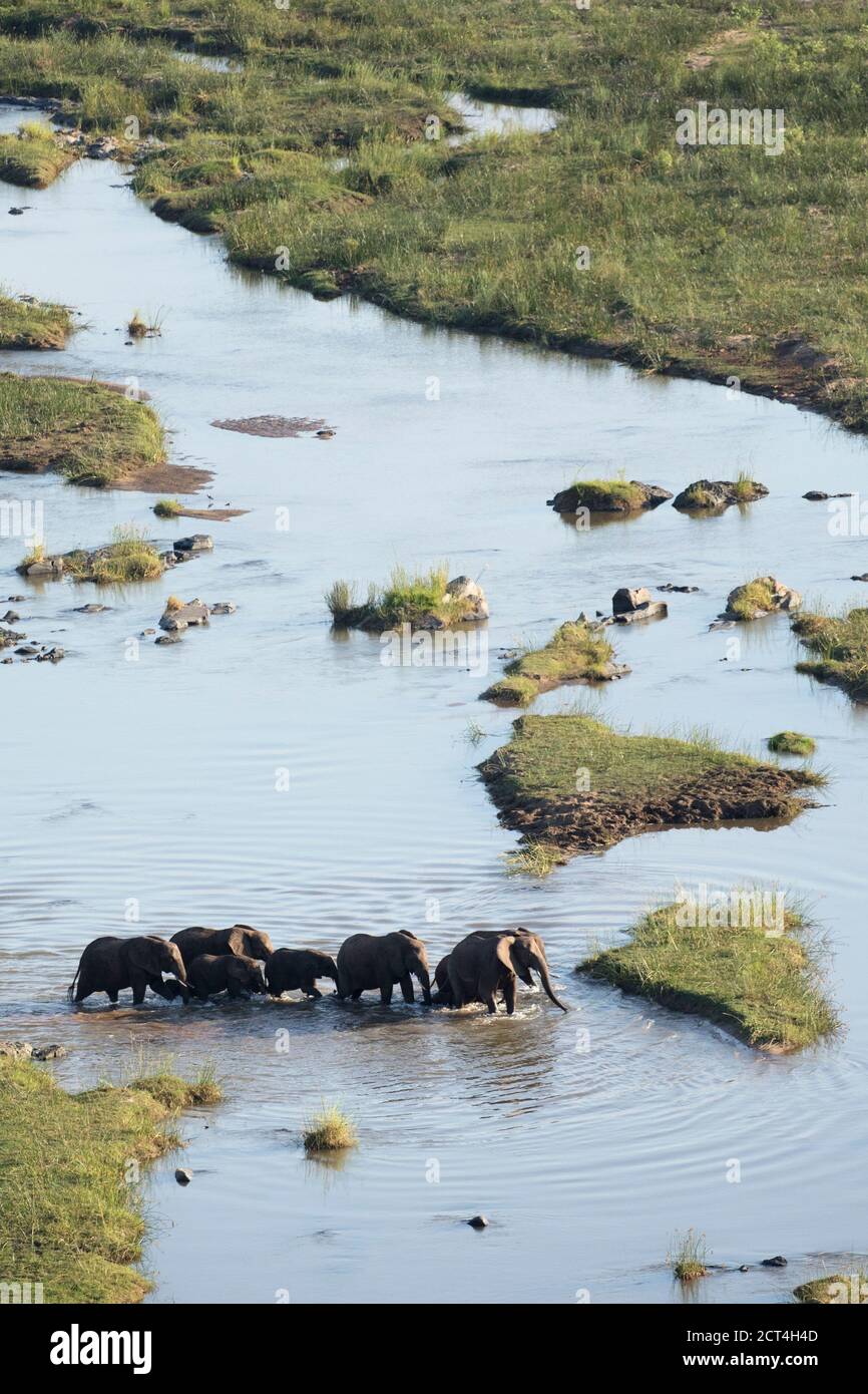 Éléphants traversant une rivière dans le parc national Kruger, Afrique du Sud. Banque D'Images