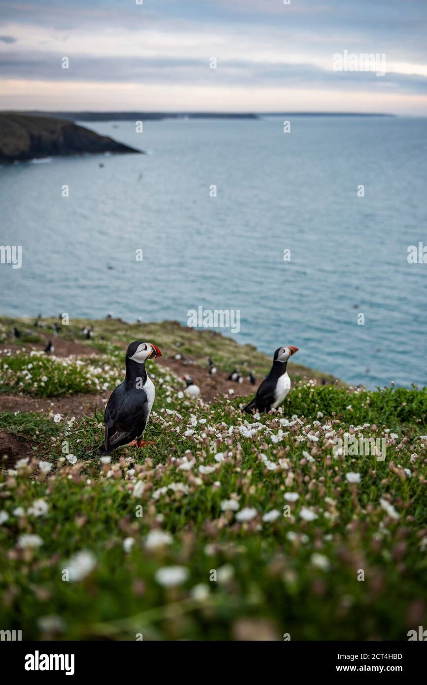 Puffins sur l'île Skomer, parc national de la côte de Pembrokeshire, pays de Galles, Royaume-Uni Banque D'Images