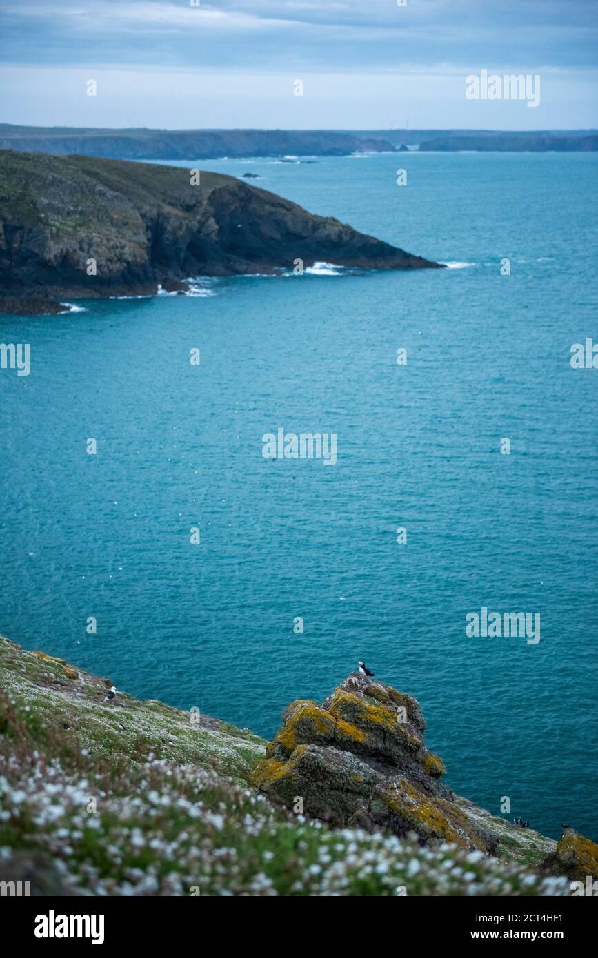 Puffin on Skomer Island, parc national de la côte de Pembrokeshire, pays de Galles, Royaume-Uni Banque D'Images