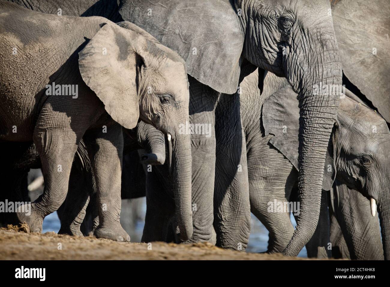 Les éléphants boivent dans un trou d'eau du parc national d'Etosha, en Namibie. Banque D'Images