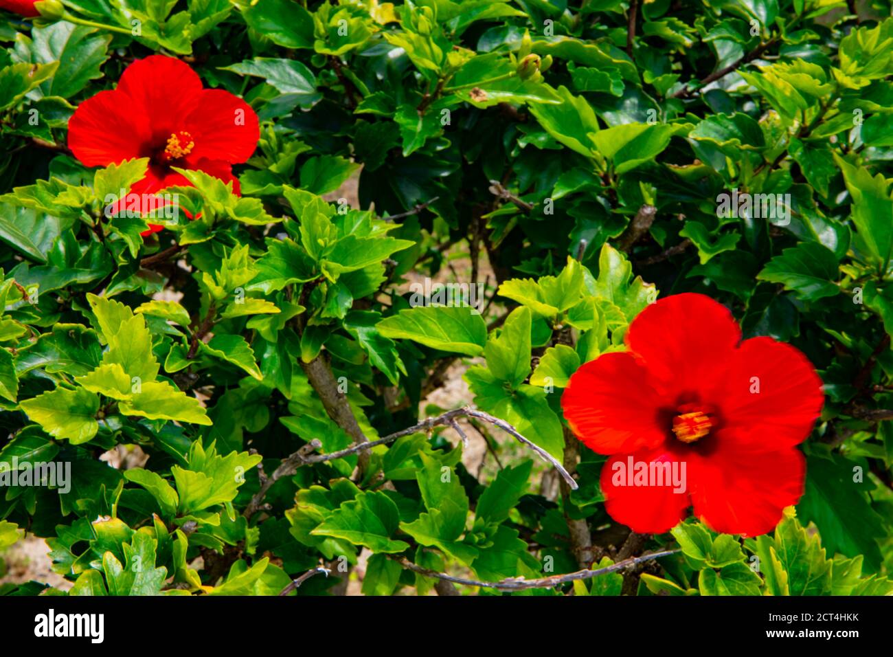 Hibiscus à la plage d'Ohama à Amami oshima Kagoshima Banque D'Images