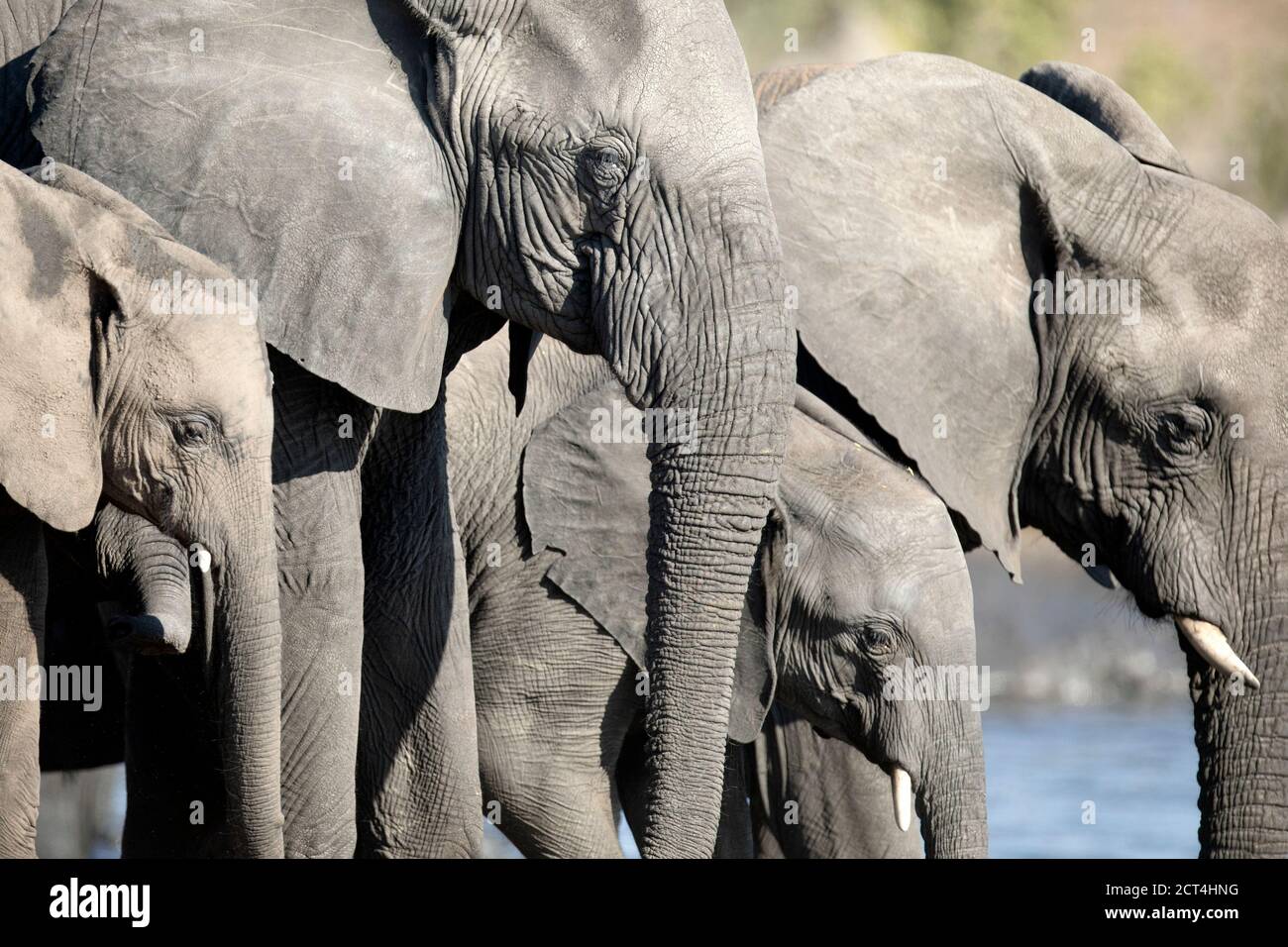 Les éléphants boivent dans un trou d'eau du parc national d'Etosha, en Namibie. Banque D'Images