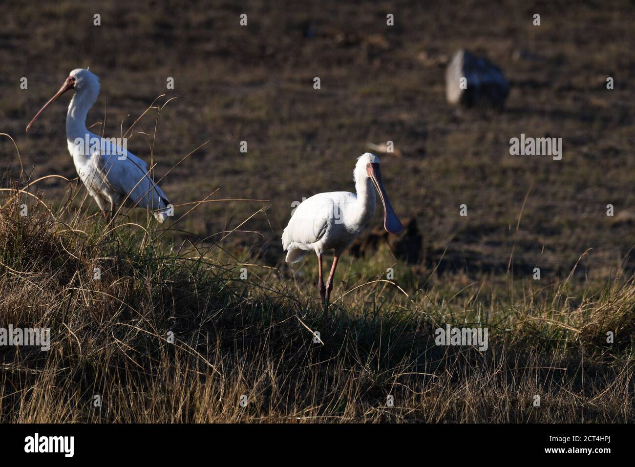Oiseau de bec-de-bec africain dans le parc national de Pilanesberg, Afrique du Sud Banque D'Images