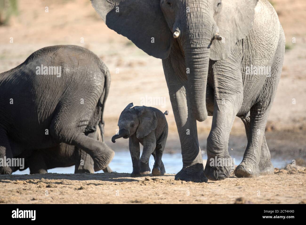 Un jeune éléphant et un troupeau protecteur dans le parc national d'Etosha, en Namibie. Banque D'Images
