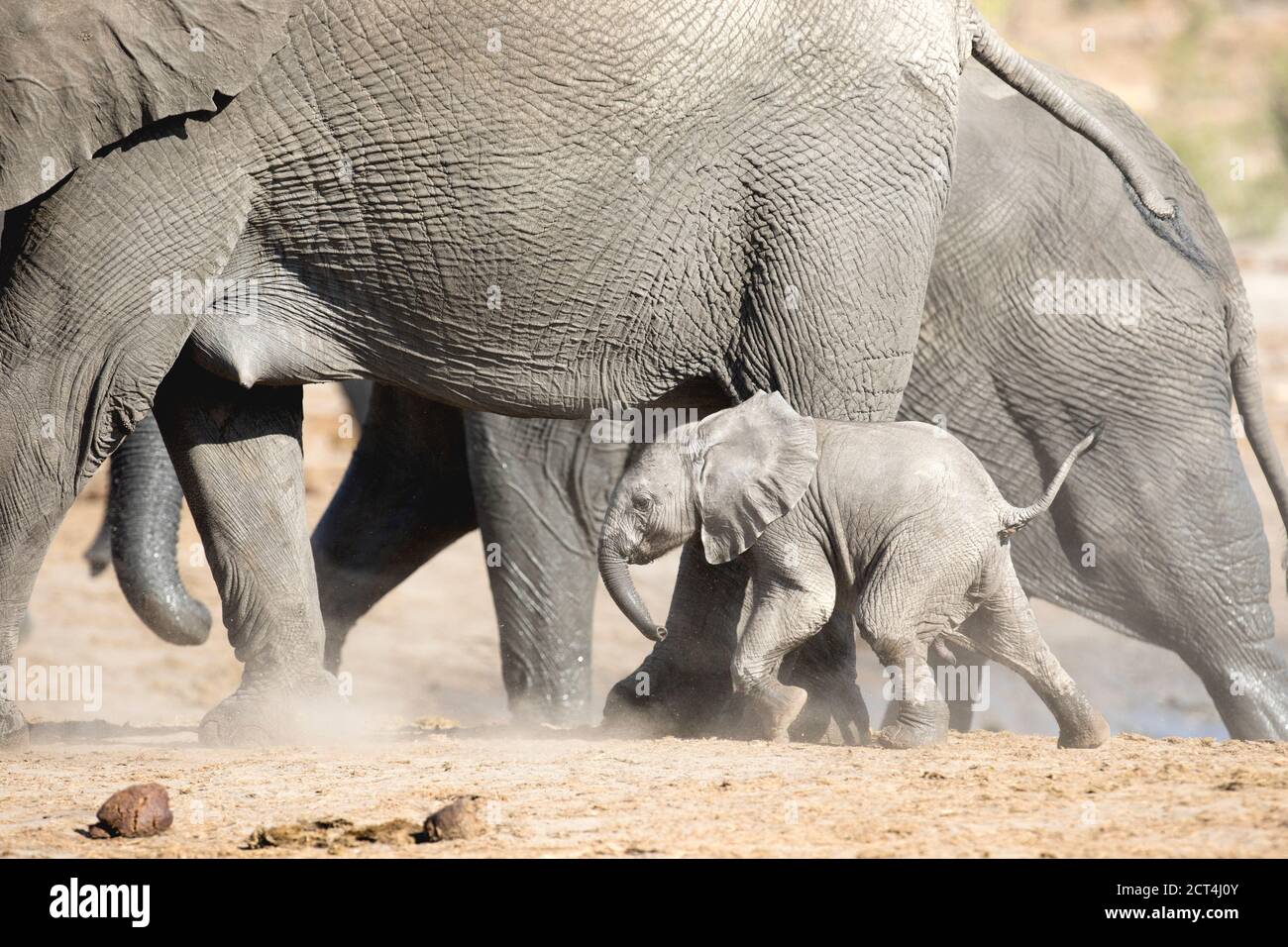 Un jeune éléphant et un troupeau protecteur dans le parc national d'Etosha, en Namibie. Banque D'Images