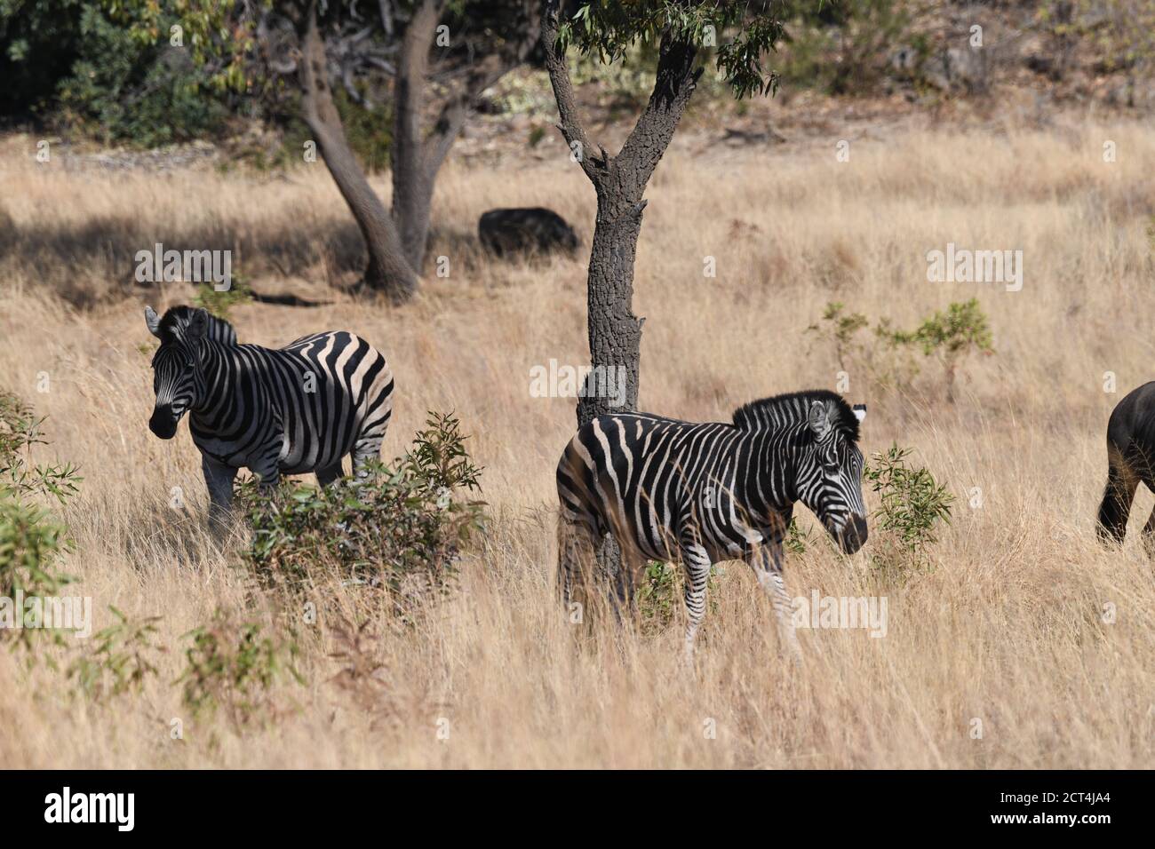 Zèbres dans le parc national de Pilanesberg, Afrique du Sud Banque D'Images