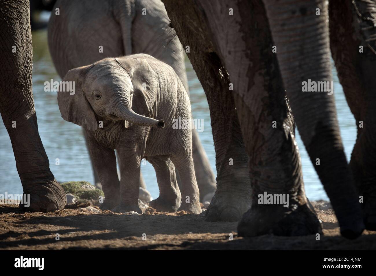 Un veau d'éléphant dans le parc national d'Etosha, Namibie. Banque D'Images